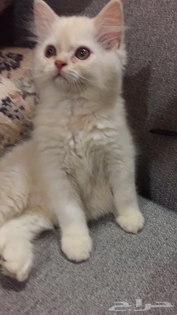 قطط للبيع 