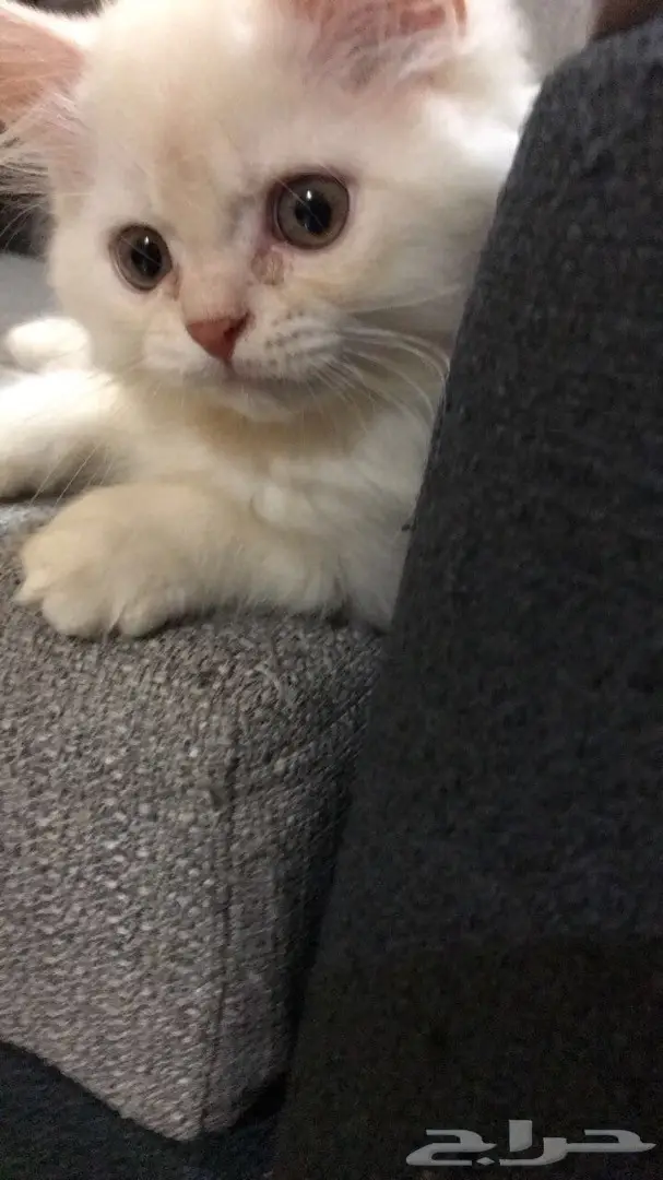 قطط للبيع  (image 2)
