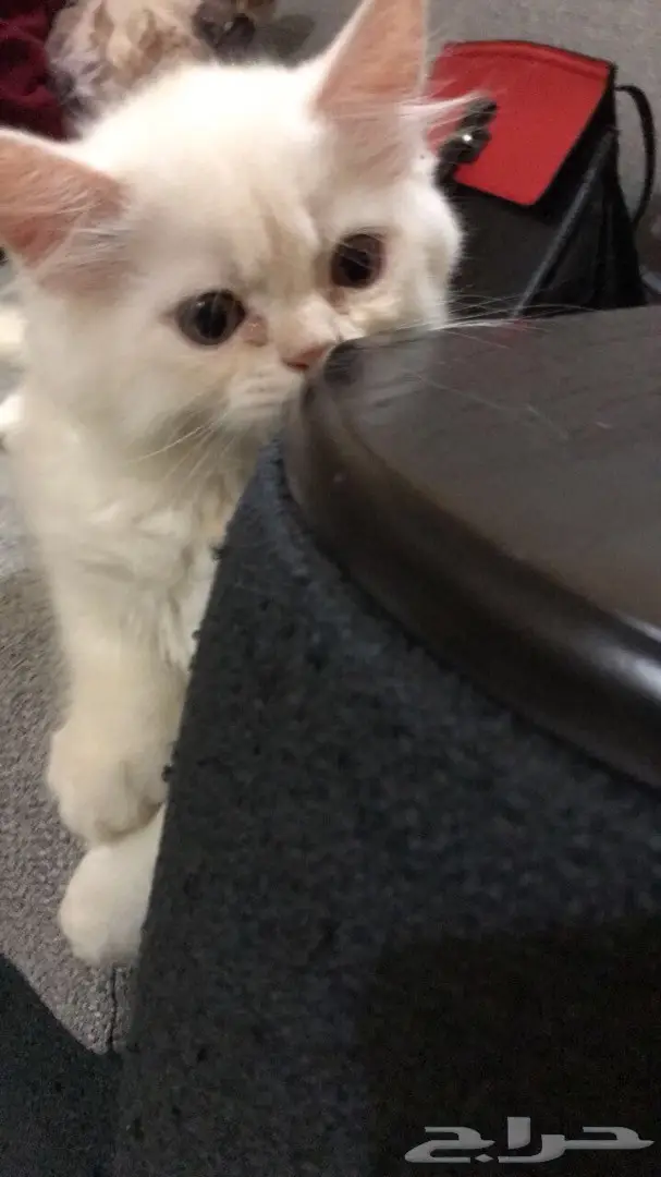 قطط للبيع  (image 4)