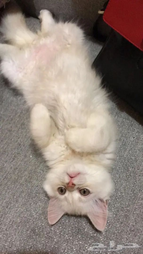 قطط للبيع  (image 5)