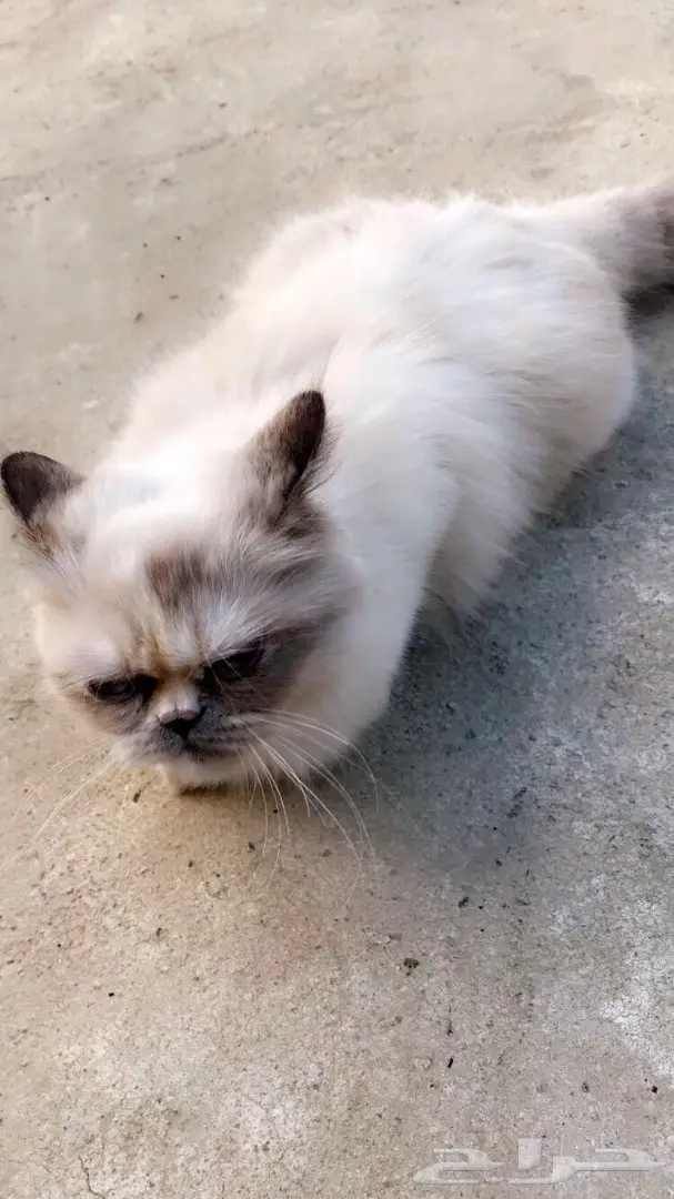 قطة هملايا ثلجية أليفة