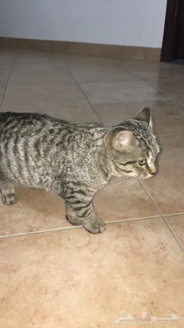 قطة للتبني شرق الرياض 