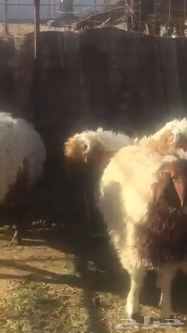 خرفان نعيم  (image 1)