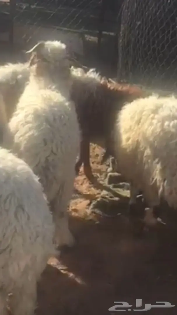 خرفان نعيم  (image 2)