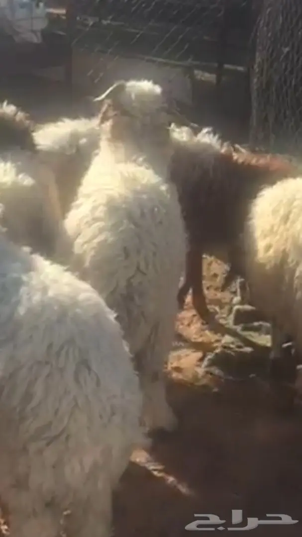 خرفان نعيم  (image 3)