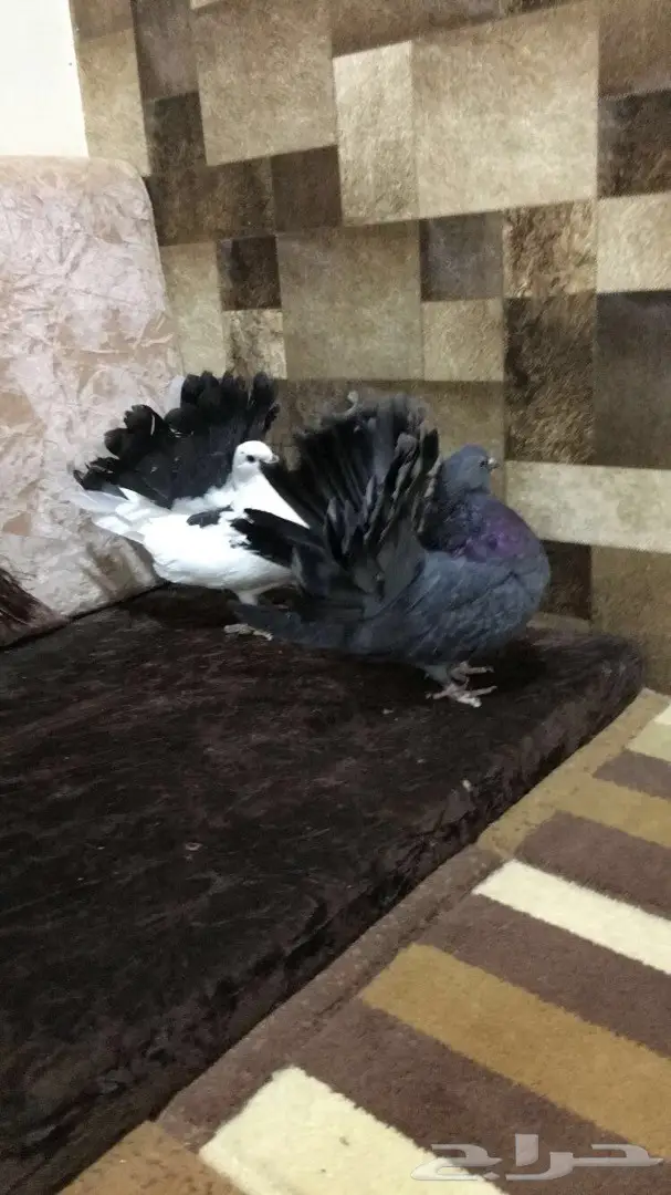 طبه رقاصي هولندي  (image 1)