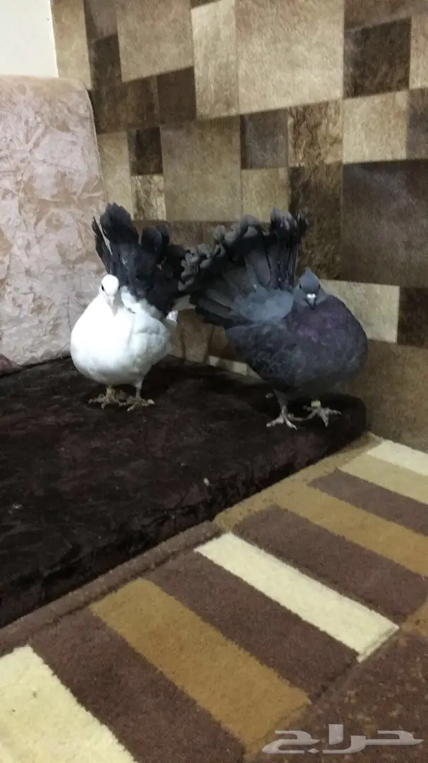 طبه رقاصي هولندي  (image 2)