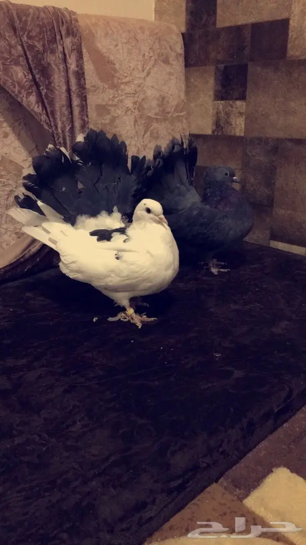 طبه رقاصي هولندي  (image 3)