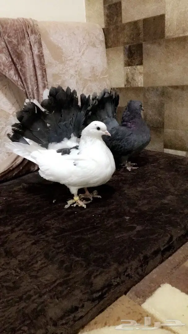 طبه رقاصي هولندي  (image 4)