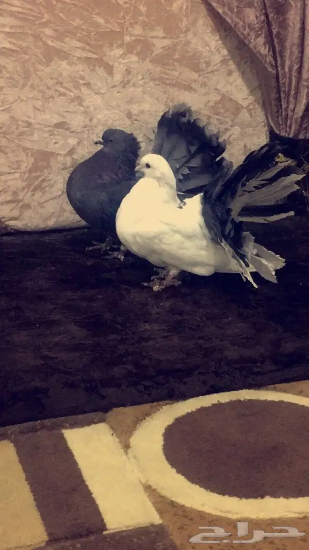 طبه رقاصي هولندي  (image 5)