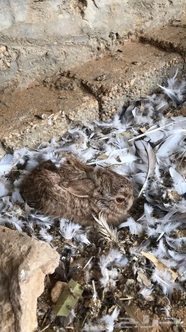 ارانب يريه للبيع (image 5)