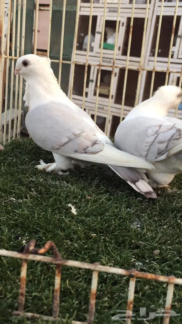 ((جوز روماني((مسكي))