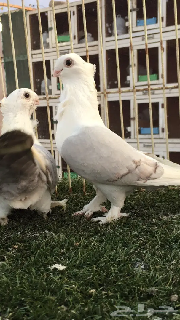 ((جوز روماني((مسكي)) (image 1)