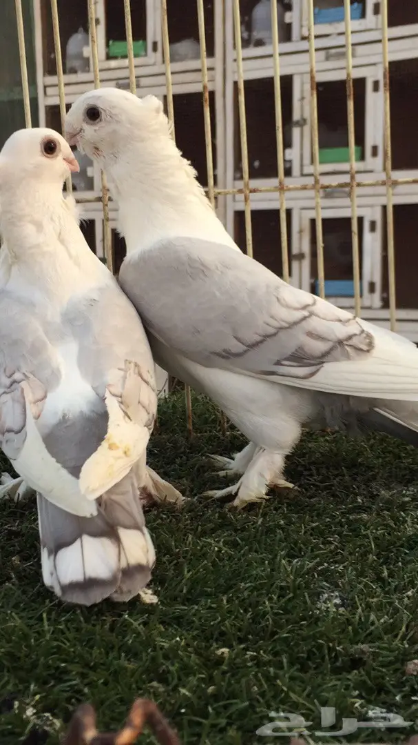 ((جوز روماني((مسكي)) (image 6)