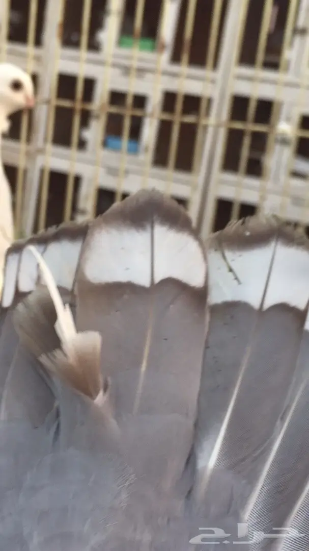 ((جوز روماني((مسكي)) (image 7)