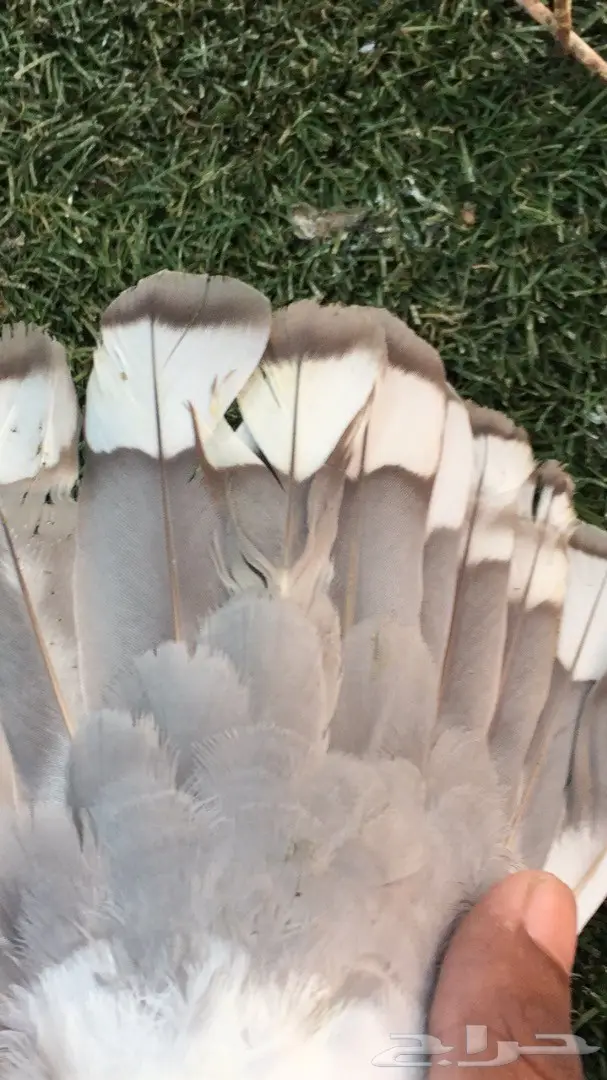 ((جوز روماني((مسكي)) (image 8)