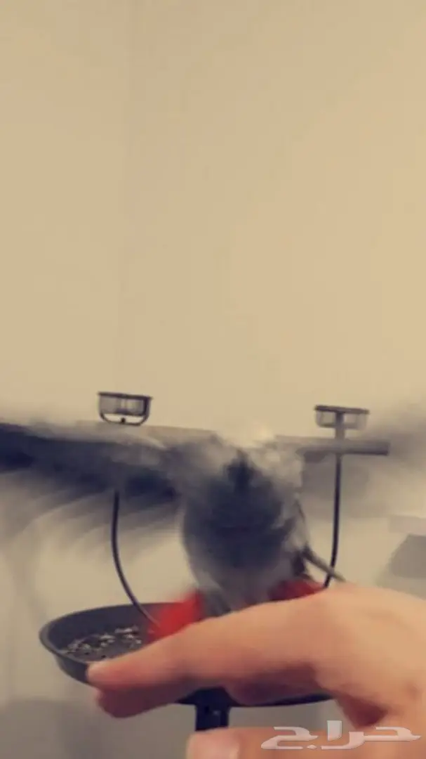 كاسكو هولندي جامبو  (image 2)