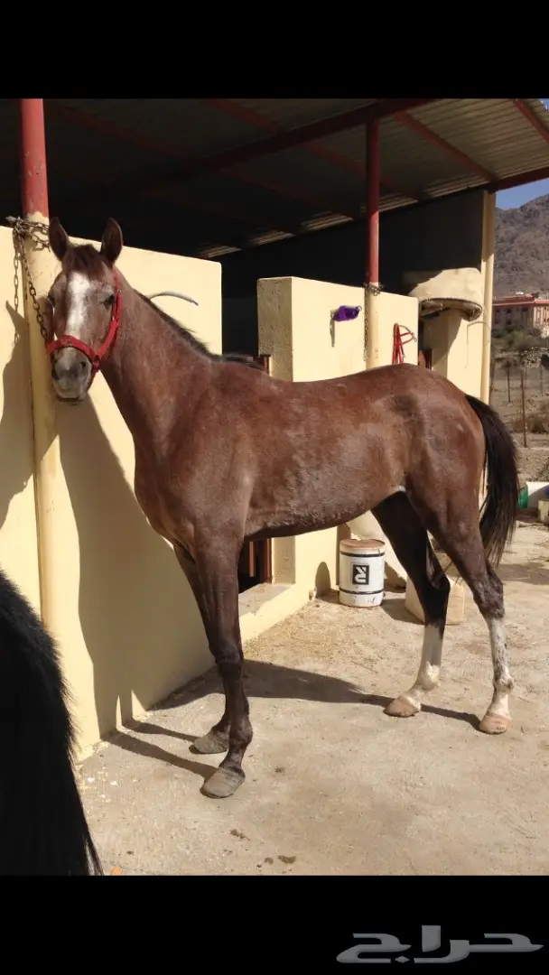 حصان شعبي للبيع (image 3)
