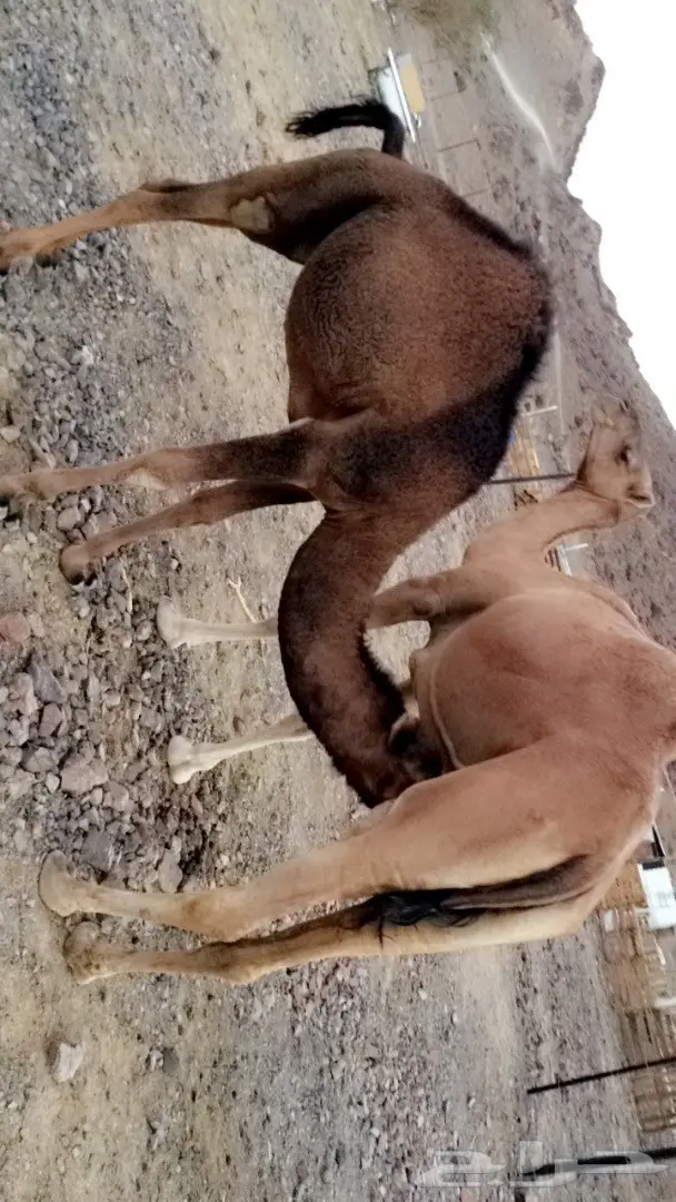 ناقه عشرا  لقاح ثلاث شهور