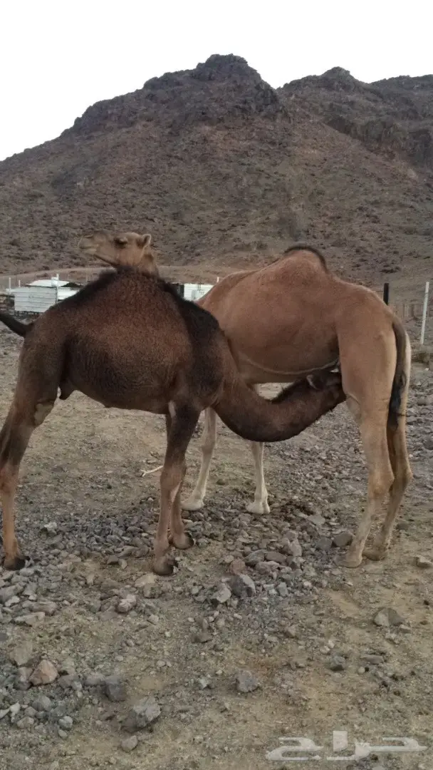 ناقه عشرا  لقاح ثلاث شهور (image 1)