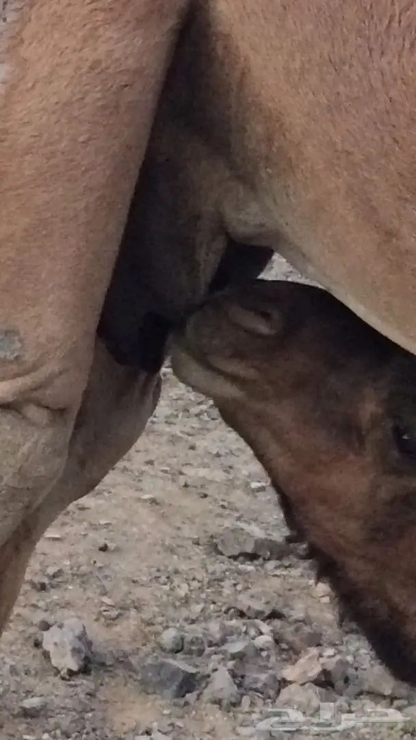 ناقه عشرا  لقاح ثلاث شهور (image 2)