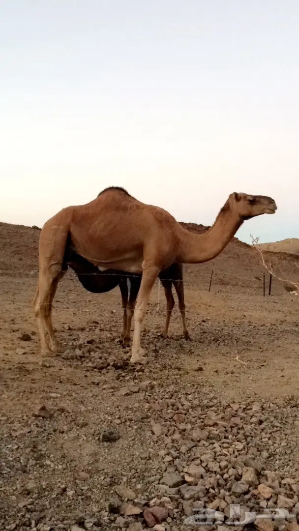 ناقه عشرا  لقاح ثلاث شهور (image 3)