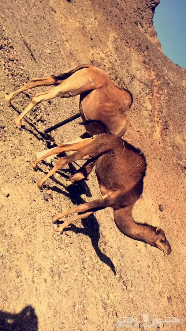 ناقه عشرا  لقاح ثلاث شهور (image 4)