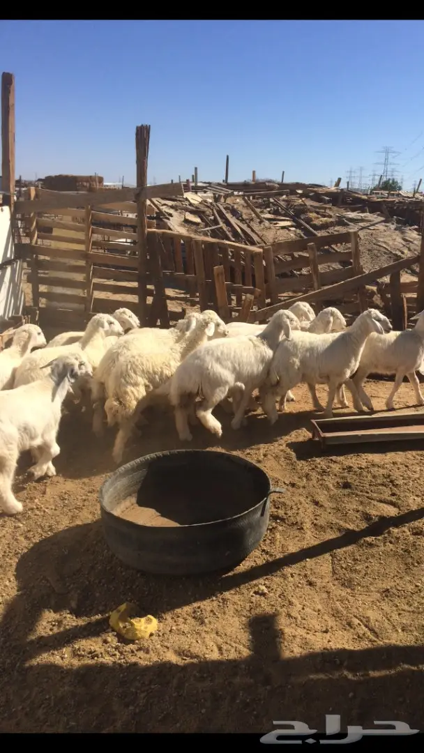 ذبائح حرية مغلفة شحم  (image 2)