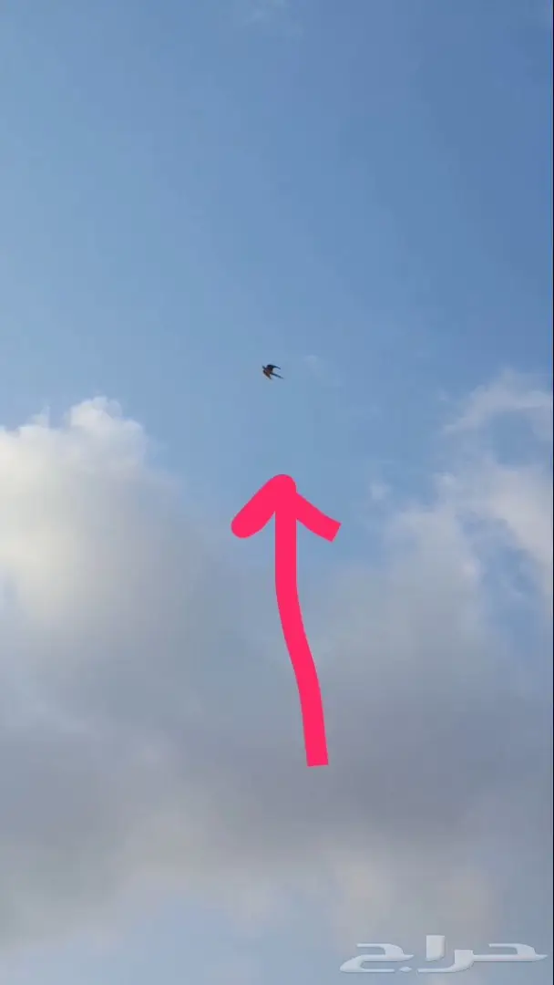 كروان هولندي اليف هدد داخلي وخارجي  (image 4)