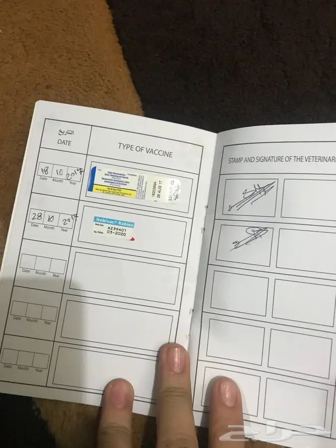 قط رومي للبيع (image 5)