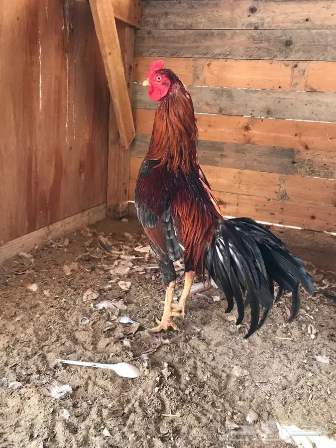 ديك باكستاني