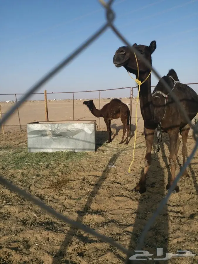 خلفه للبيع بنجران