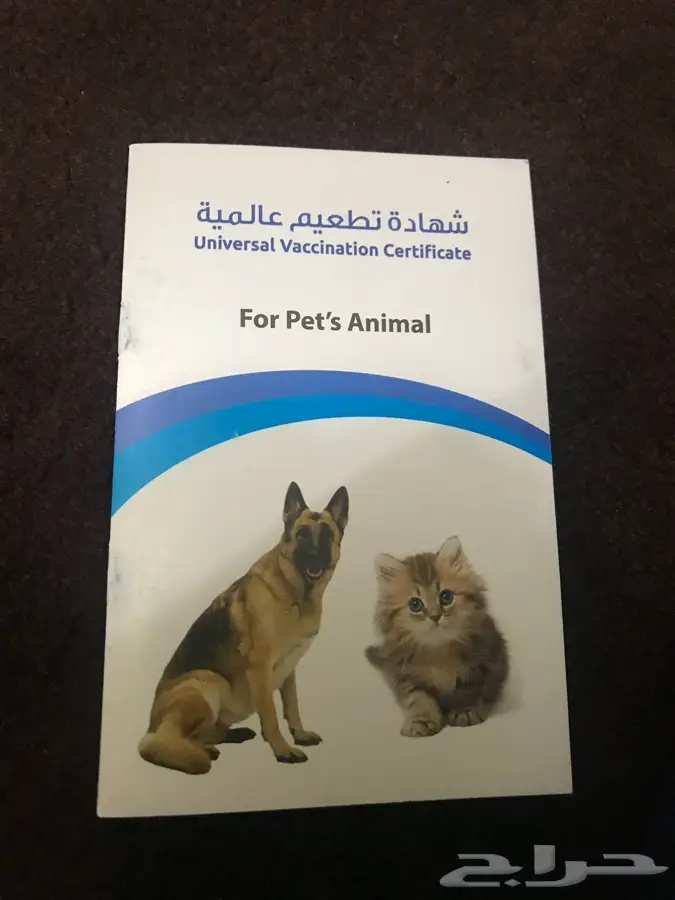 قط رومي للبيع (image 4)