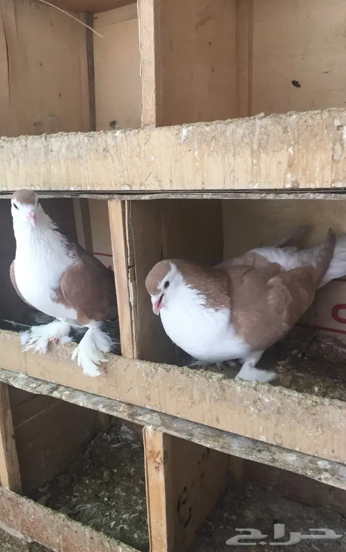 حمام شيرازي  (image 8)