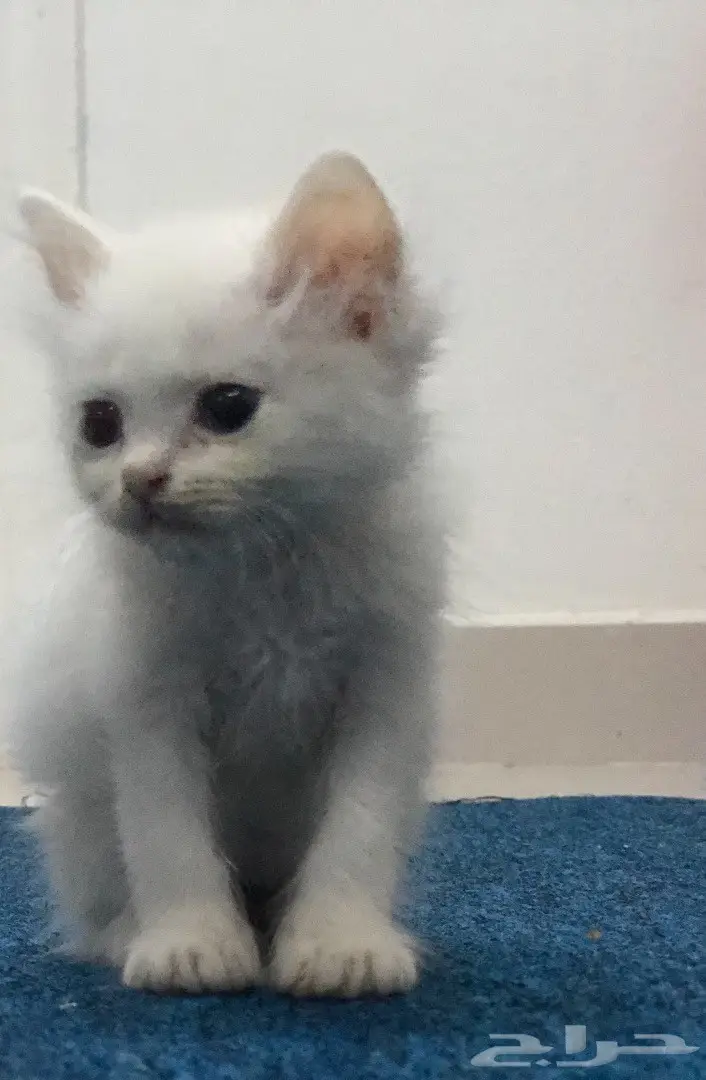 قطة صغيرة بيضاء فريدة من نوعها! (image 1)