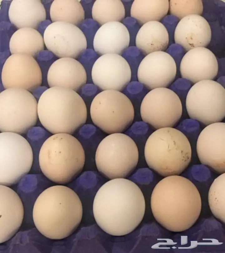 بيض بلدي مخصب للبيع 