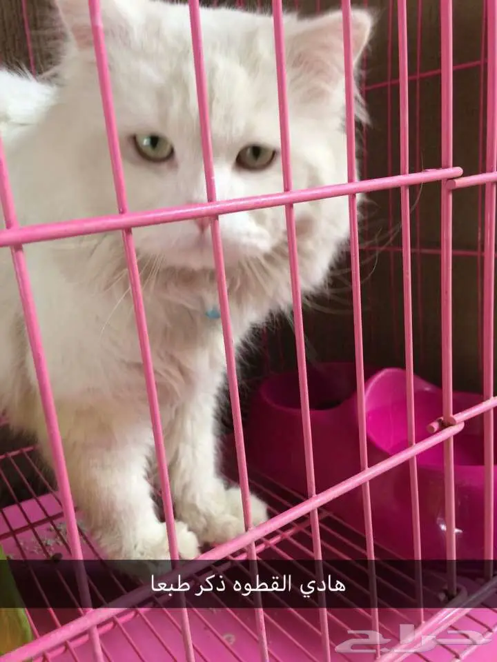 قطه شيرازيه للبيع (image 2)