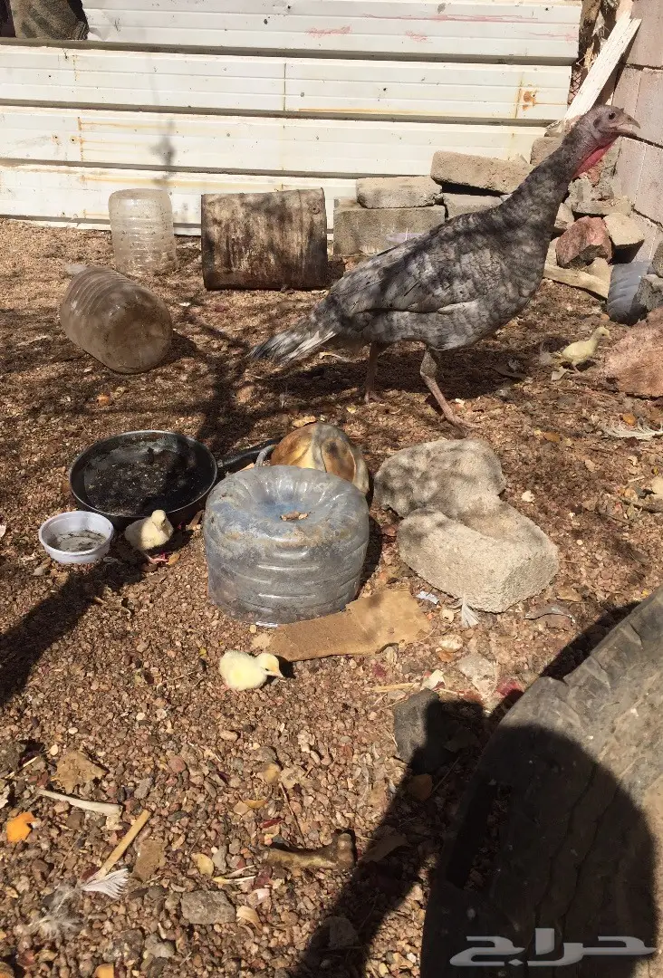 دجاجة رومية منتجة (image 1)