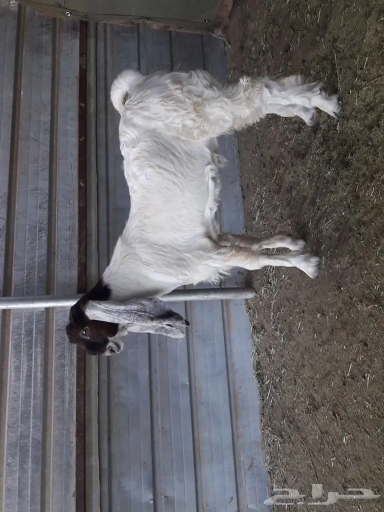 تيس هولندي (image 1)