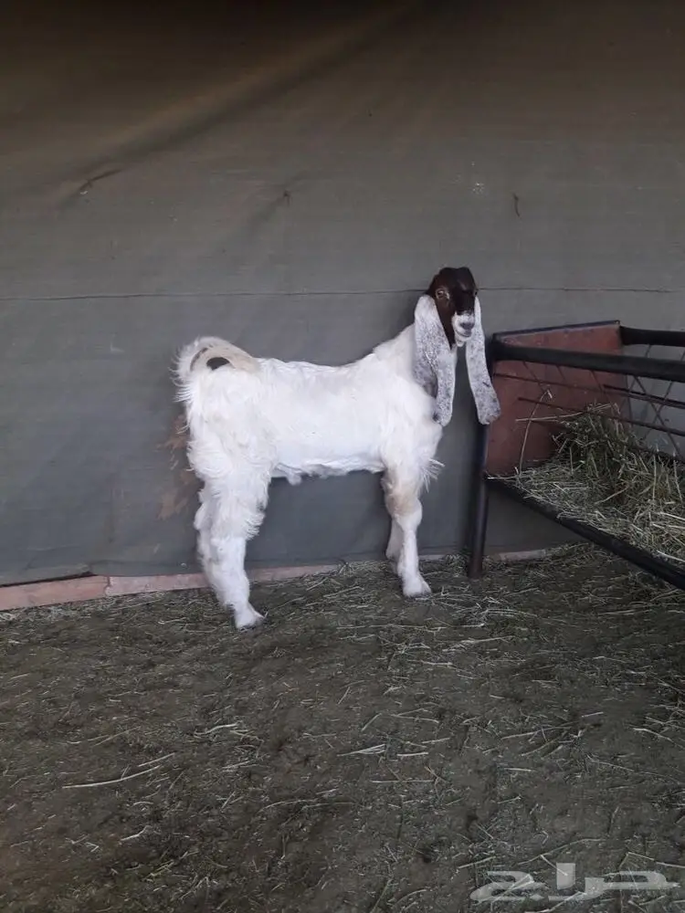 تيس هولندي (image 2)