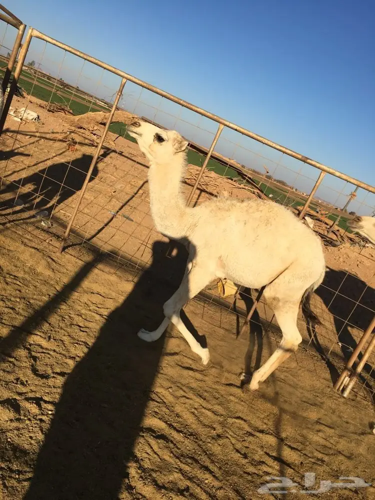 حاشي بري زبدة للبيع