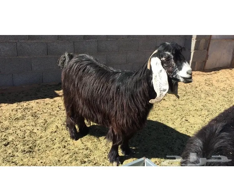 عنز عارضيه صنف ومعرفه  (image 1)