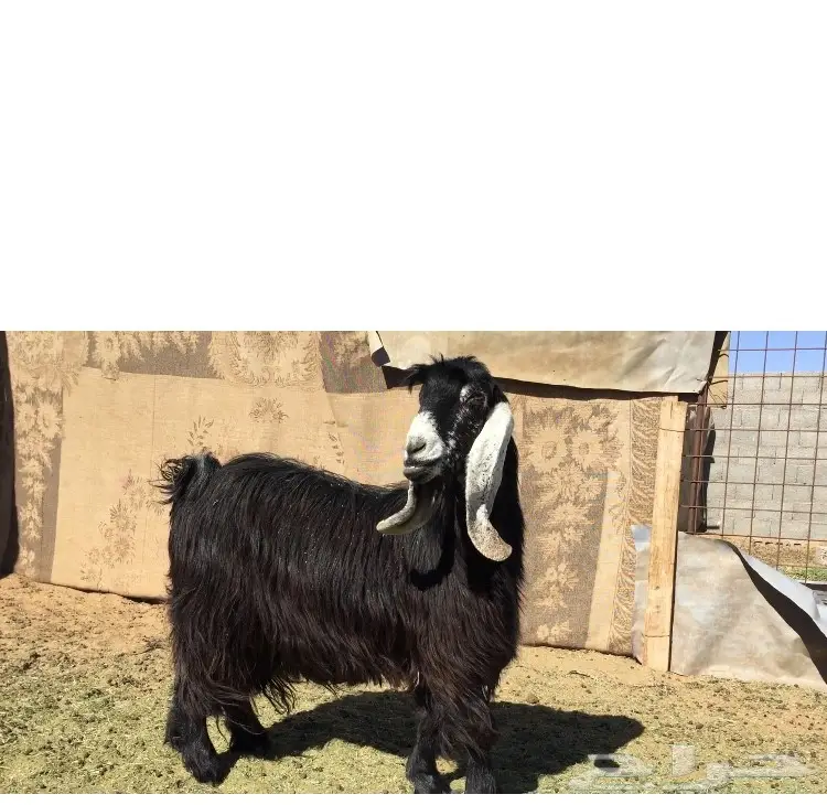 عنز عارضيه صنف ومعرفه 