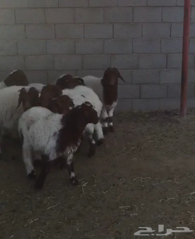 هرافي خرفان