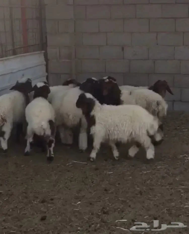 هرافي خرفان (image 2)