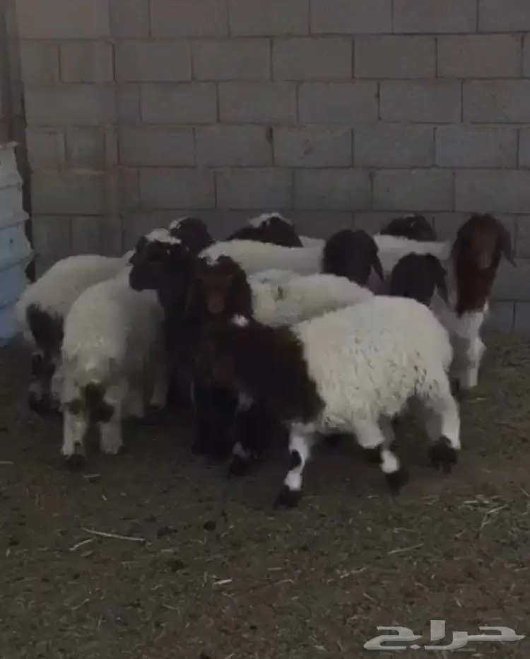 هرافي خرفان (image 1)