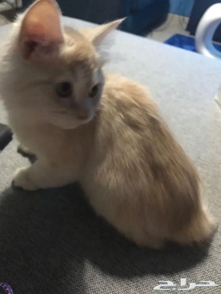 للبيع قط شيرازي امريكي منزلي نظيف مع اغراضه (image 1)