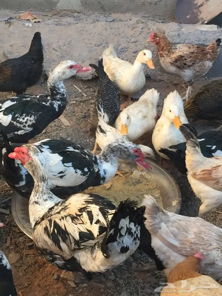 بط. للبيع  (image 1)