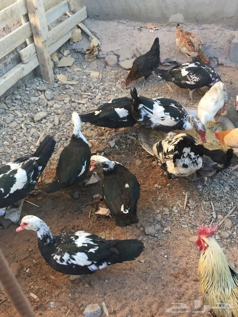 بط. للبيع  (image 2)