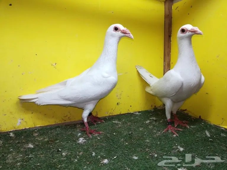 خمسة أجواز كارير أبيض بفروخها (image 4)